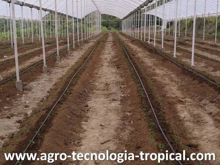 Pimenton cultivado en canteros construidos con suelo mejorado con materia orgánica